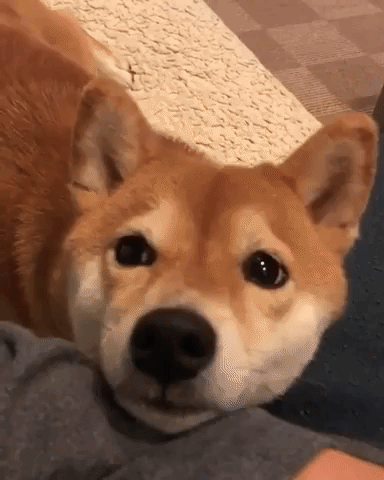 動物,犬,猫,しつけ,飼い方,育て方,病気,健康