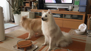 動物,犬,猫,しつけ,飼い方,育て方,病気,健康
