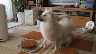 動物,犬,猫,しつけ,飼い方,育て方,病気,健康