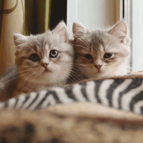 動物,犬,猫,しつけ,飼い方,育て方,病気,健康
