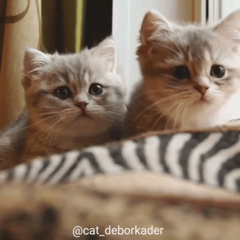動物,犬,猫,しつけ,飼い方,育て方,病気,健康