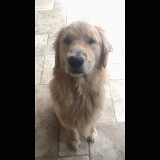 動物,犬,猫,しつけ,飼い方,育て方,病気,健康