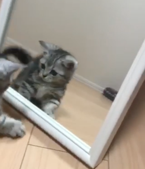 動物,犬,猫,しつけ,飼い方,育て方,病気,健康