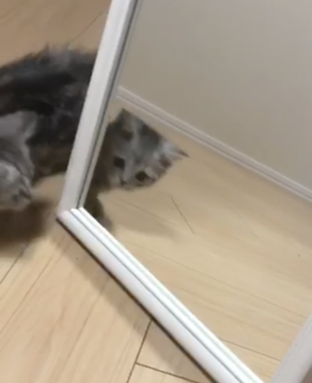 動物,犬,猫,しつけ,飼い方,育て方,病気,健康