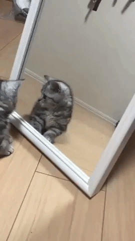 動物,犬,猫,しつけ,飼い方,育て方,病気,健康