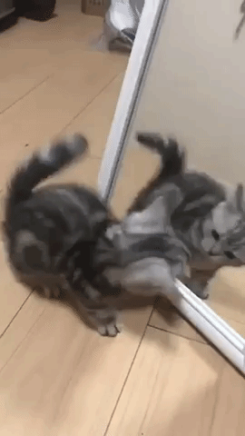 動物,犬,猫,しつけ,飼い方,育て方,病気,健康
