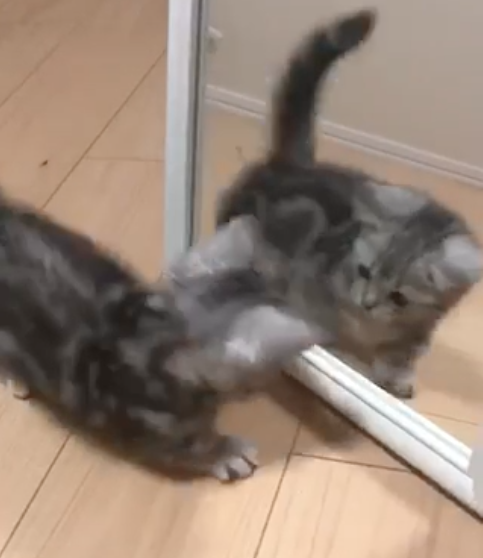 動物,犬,猫,しつけ,飼い方,育て方,病気,健康