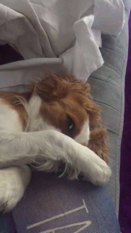 動物,犬,猫,しつけ,飼い方,育て方,病気,健康