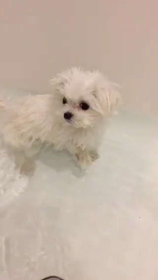動物,犬,猫,しつけ,飼い方,育て方,病気,健康