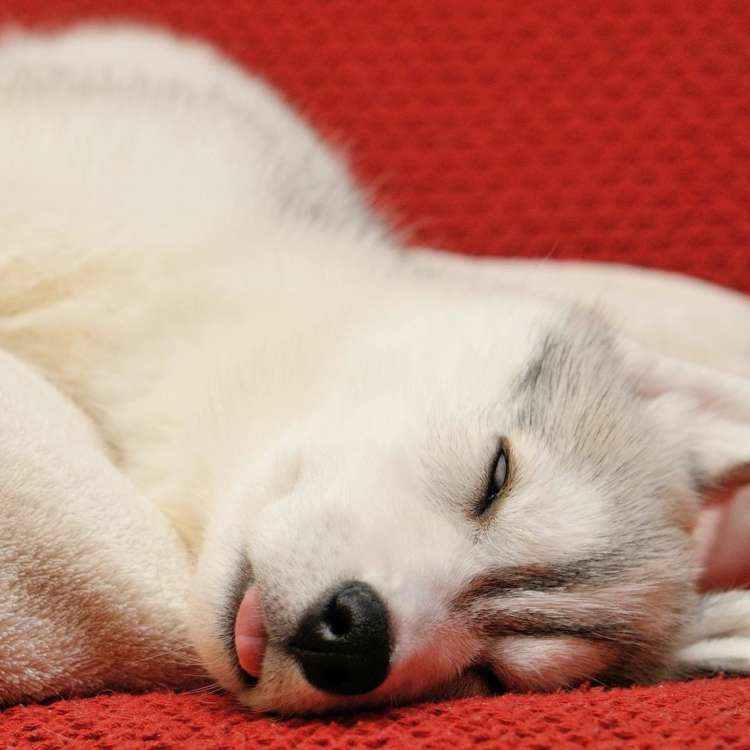 動物,犬,猫,しつけ,飼い方,育て方,病気,健康