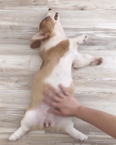 動物,犬,猫,しつけ,飼い方,育て方,病気,健康