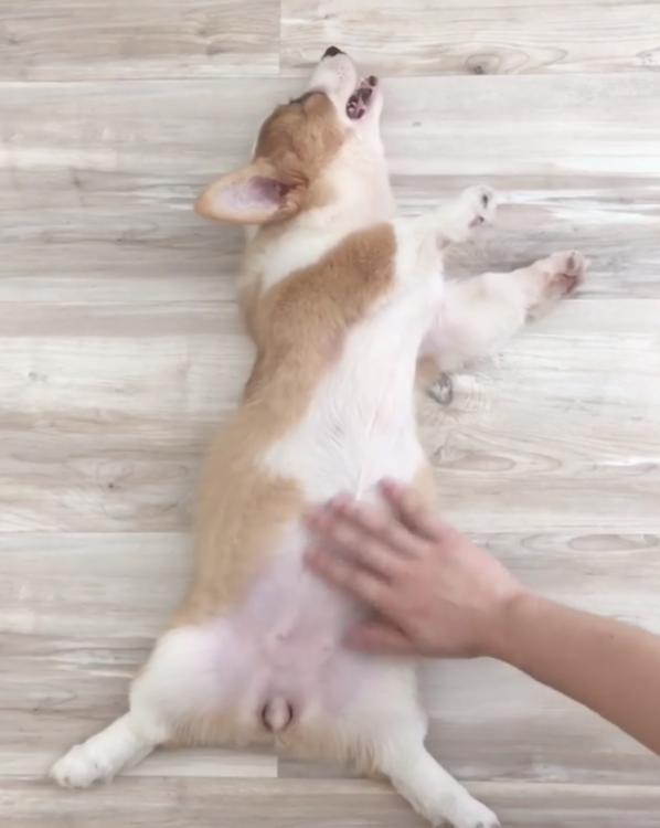 動物,犬,猫,しつけ,飼い方,育て方,病気,健康