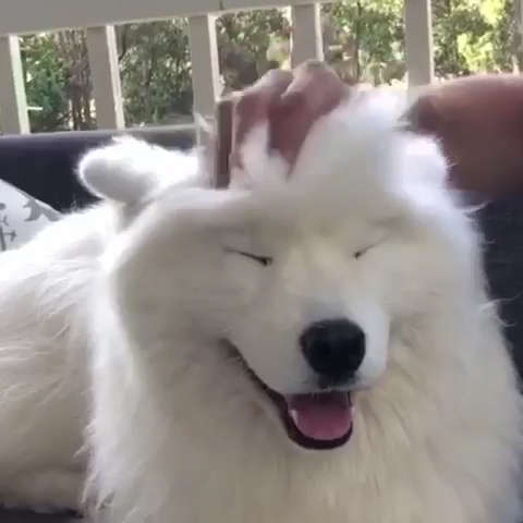 動物,犬,猫,しつけ,飼い方,育て方,病気,健康