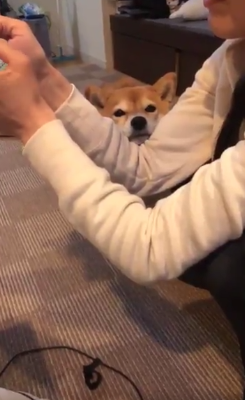 動物,犬,猫,しつけ,飼い方,育て方,病気,健康
