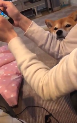 動物,犬,猫,しつけ,飼い方,育て方,病気,健康
