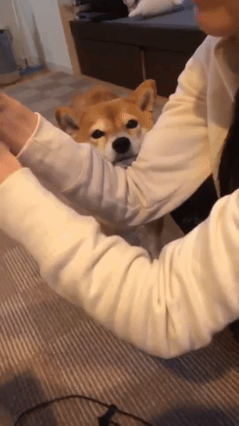 動物,犬,猫,しつけ,飼い方,育て方,病気,健康