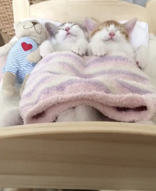 動物,犬,猫,しつけ,飼い方,育て方,病気,健康