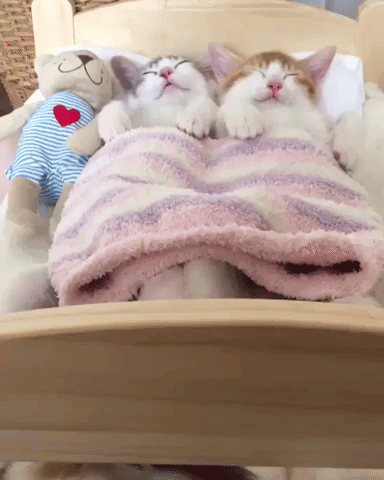 動物,犬,猫,しつけ,飼い方,育て方,病気,健康