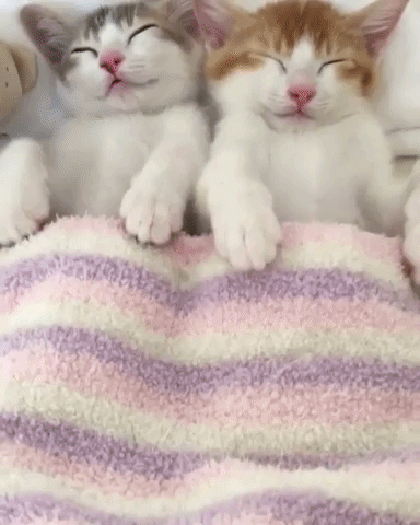 動物,犬,猫,しつけ,飼い方,育て方,病気,健康