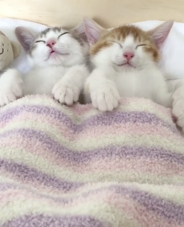 動物,犬,猫,しつけ,飼い方,育て方,病気,健康