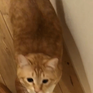 動物,犬,猫,しつけ,飼い方,育て方,病気,健康