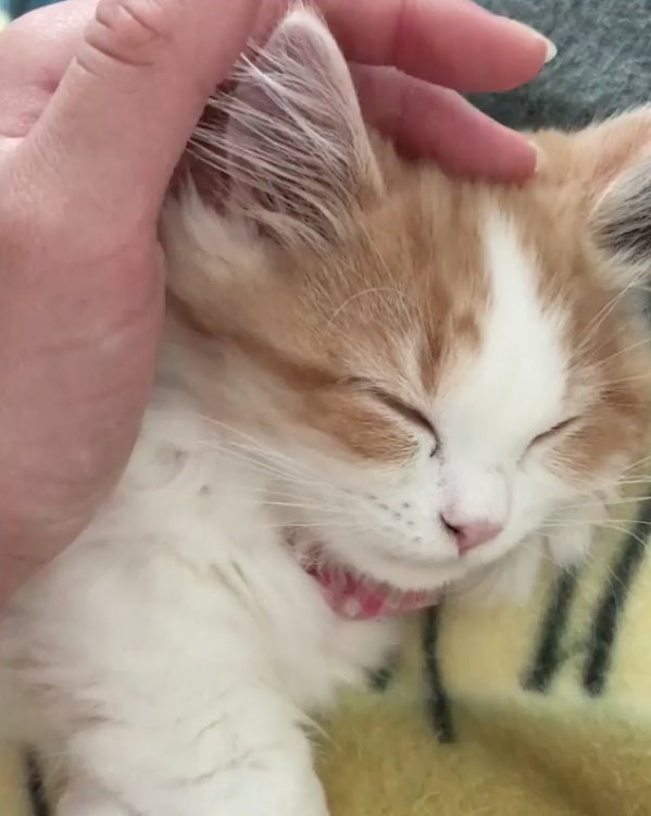 動物,犬,猫,しつけ,飼い方,育て方,病気,健康