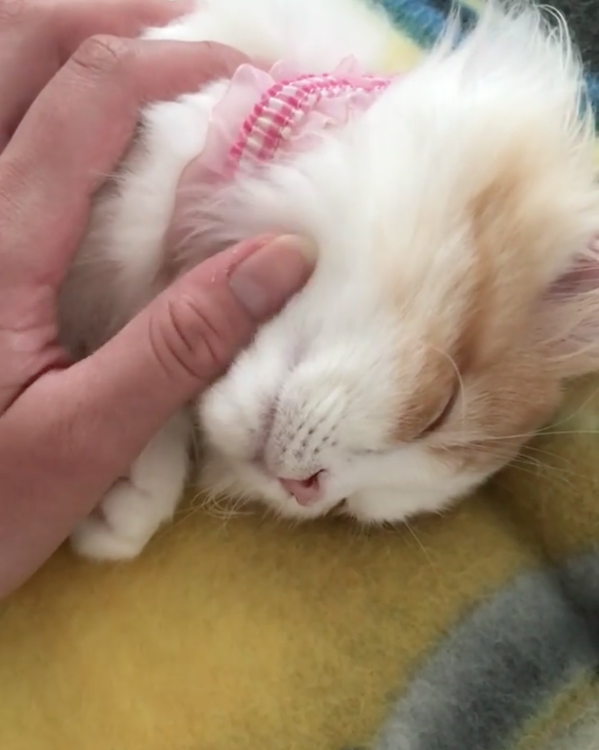 動物,犬,猫,しつけ,飼い方,育て方,病気,健康