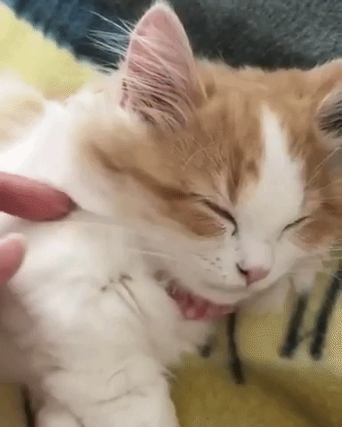 動物,犬,猫,しつけ,飼い方,育て方,病気,健康