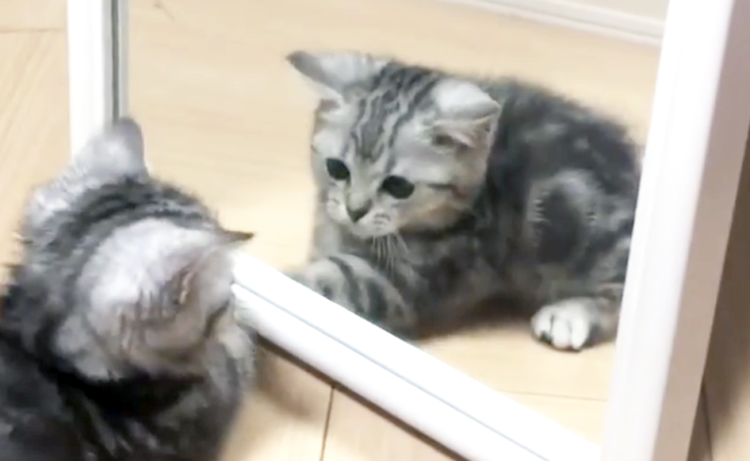 【…あの子はダレ?】はじめて鏡をみた子猫。一緒に遊ぼうと、ぴょんぴょんする姿がかわいい(´ω`*)♡