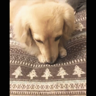 動物,犬,猫,しつけ,飼い方,育て方,病気,健康