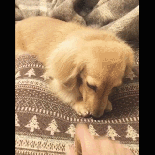 動物,犬,猫,しつけ,飼い方,育て方,病気,健康