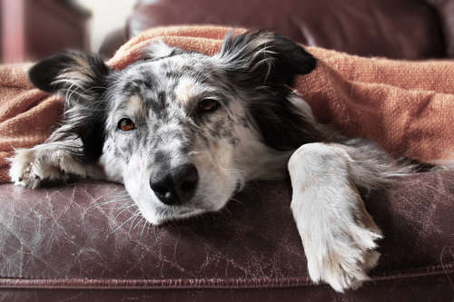 動物,犬,猫,しつけ,飼い方,育て方,病気,健康