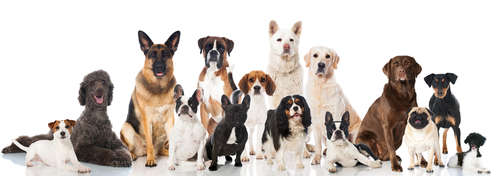 動物,犬,猫,しつけ,飼い方,育て方,病気,健康