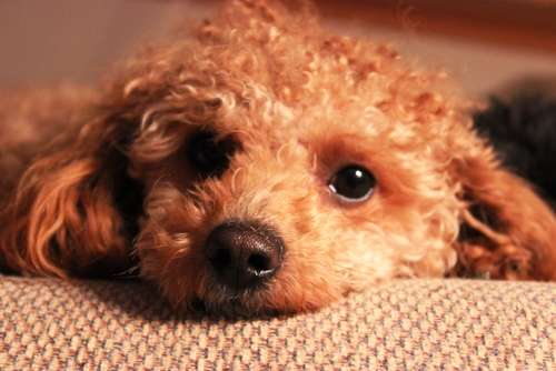 動物,犬,猫,しつけ,飼い方,育て方,病気,健康