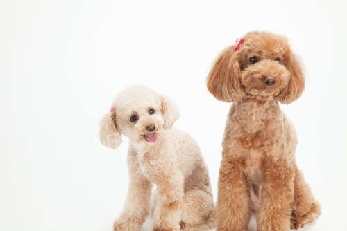 動物,犬,猫,しつけ,飼い方,育て方,病気,健康