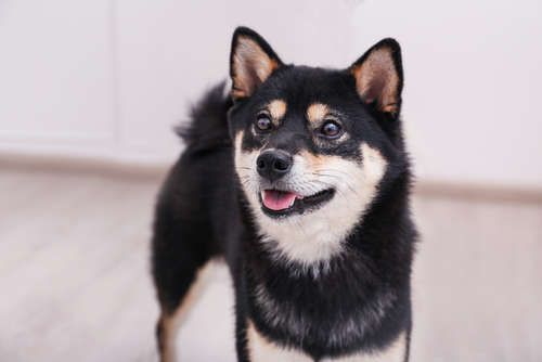 動物,犬,猫,しつけ,飼い方,育て方,病気,健康