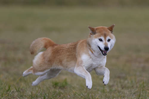 動物,犬,猫,しつけ,飼い方,育て方,病気,健康