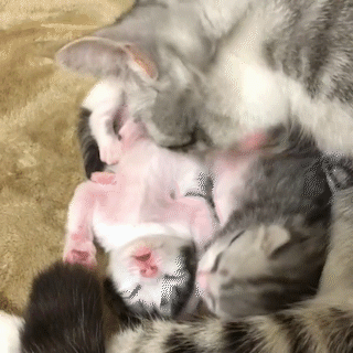 動物,犬,猫,しつけ,飼い方,育て方,病気,健康