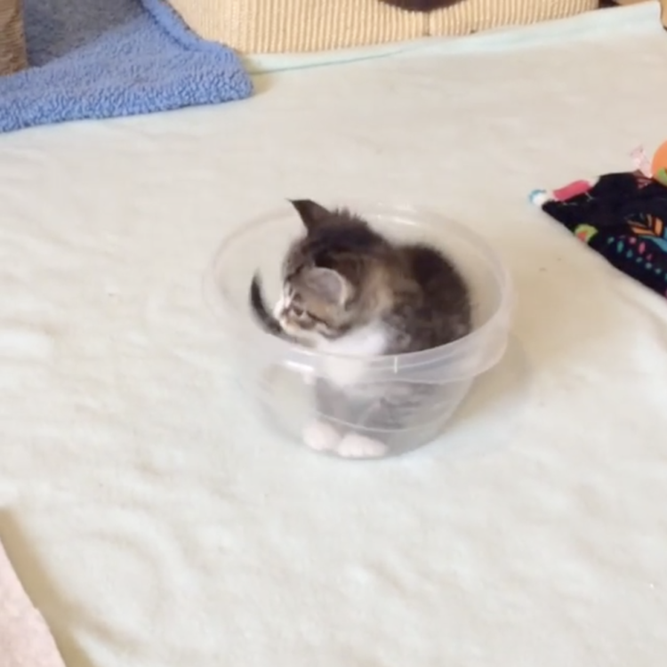 動物,犬,猫,しつけ,飼い方,育て方,病気,健康