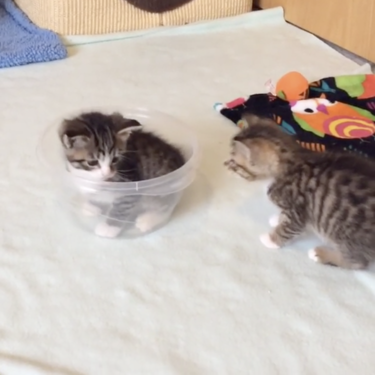 動物,犬,猫,しつけ,飼い方,育て方,病気,健康