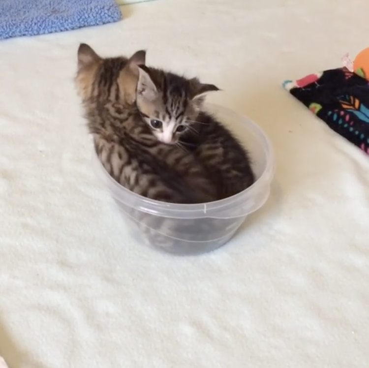 動物,犬,猫,しつけ,飼い方,育て方,病気,健康