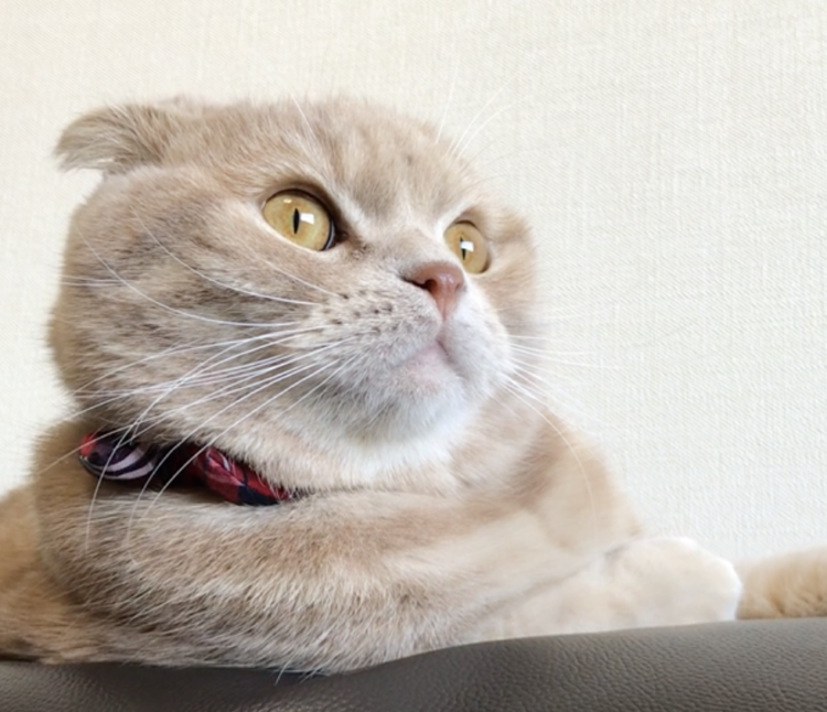 動物,犬,猫,しつけ,飼い方,育て方,病気,健康