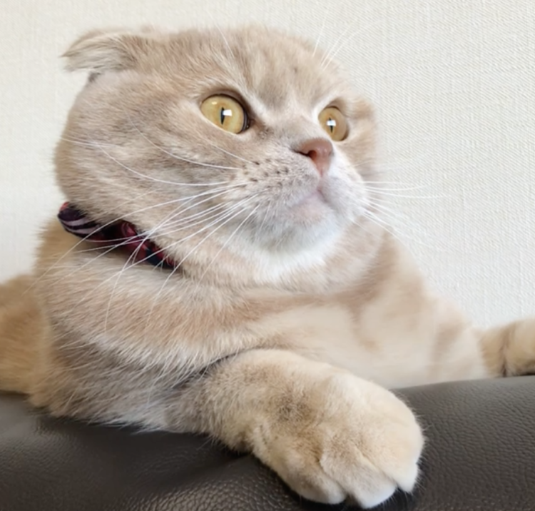 動物,犬,猫,しつけ,飼い方,育て方,病気,健康