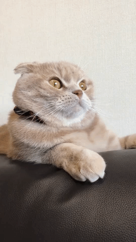 動物,犬,猫,しつけ,飼い方,育て方,病気,健康