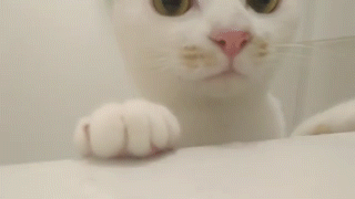 動物,犬,猫,しつけ,飼い方,育て方,病気,健康