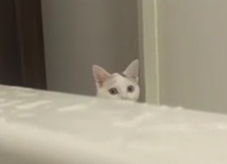 動物,犬,猫,しつけ,飼い方,育て方,病気,健康