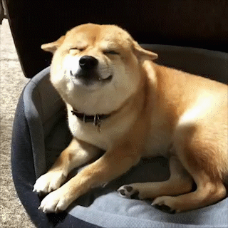 動物,犬,猫,しつけ,飼い方,育て方,病気,健康