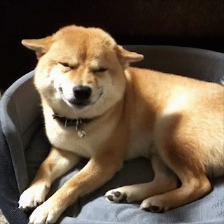 動物,犬,猫,しつけ,飼い方,育て方,病気,健康