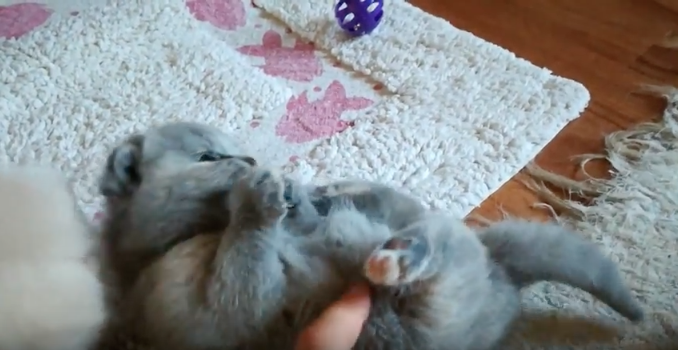 動物,犬,猫,しつけ,飼い方,育て方,病気,健康