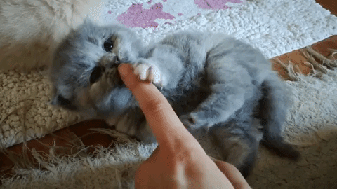 動物,犬,猫,しつけ,飼い方,育て方,病気,健康